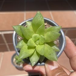 Haworthia Succulent Plant