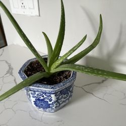 Baby Aloe In Beautiful Case