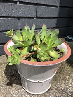 Succulent In A 9”x12” Italian Ceramic Pot