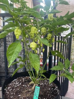 Vanilla Reaper Pepper Plants $25