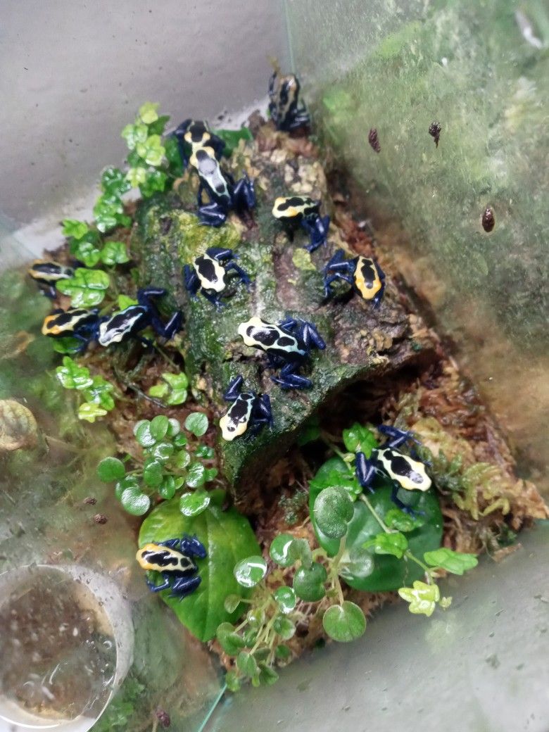 Plants