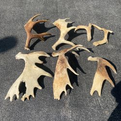 Moose Antlers (Make Me An Offer)