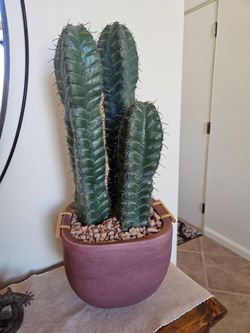 Southwest decor