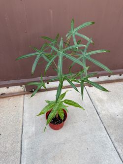 Xl bottle tree in 6” pot