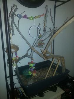 Bird cage and play gym
