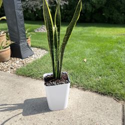 Houseplant 