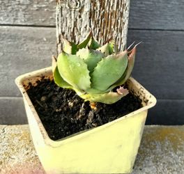 Agave potatorum hybrid ‘Bon Petite’ / Petite Agave In 4" pot