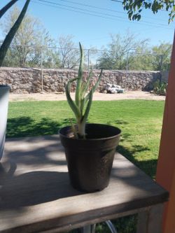 Aloe Vera