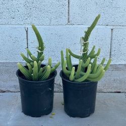 Echinopsis chamaecereus or Peanut cactus cacti Plant in 1 gallon planter
