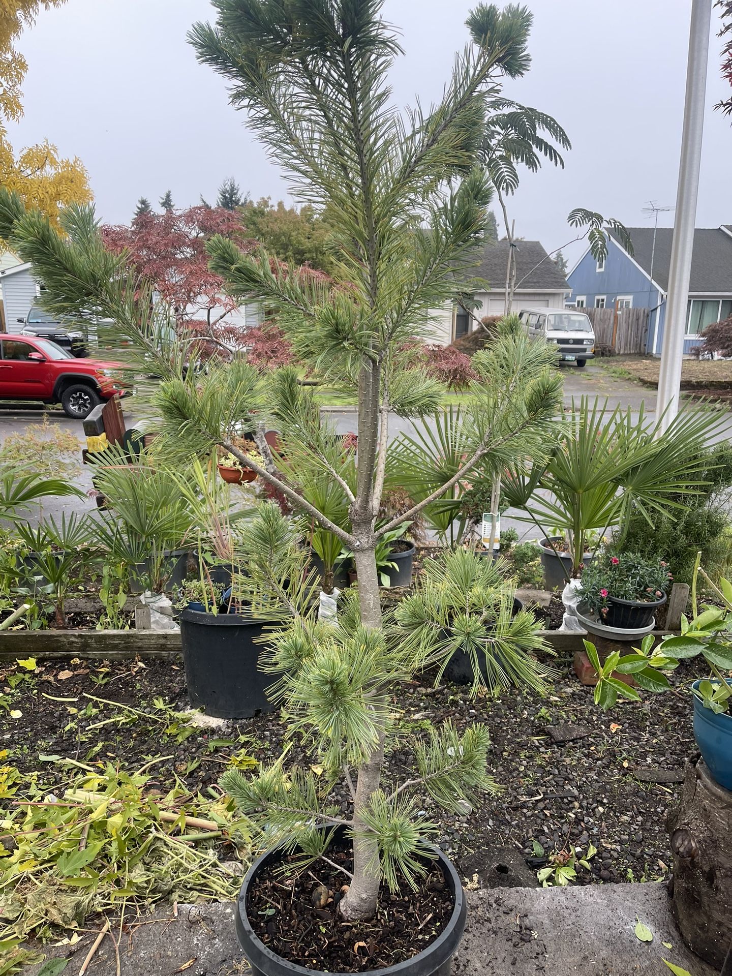 Plant: Pine Tree