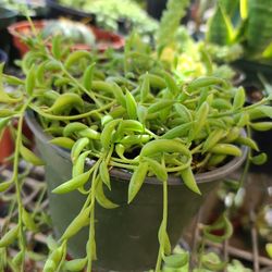 BEAUTIFUL STRINGS OF BANANA 🍌 PLANTS 🪴