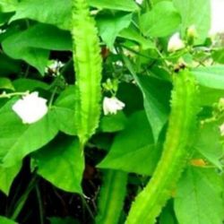 Dragon Winged Bean Seedling Plant Ready To Plant To Produce Hundreds Of Fruits