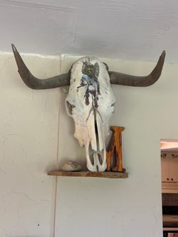 22” long Bull  skeleton head $75