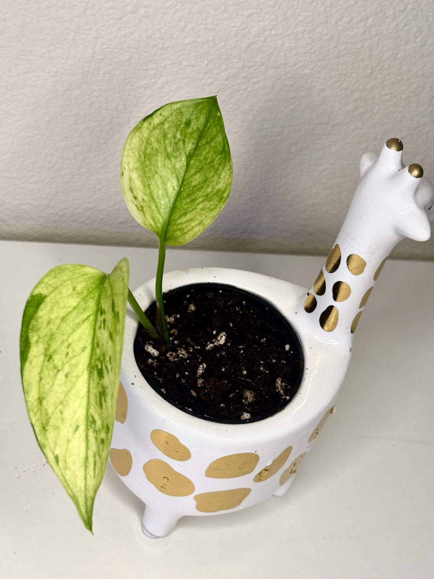 Variegated Scindapsus In Ceramic giraffe Pot