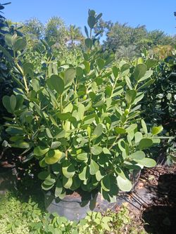 Clusia Sale! 5'ft $40