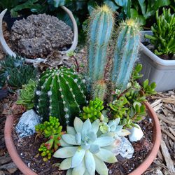 Cactus & Succulent Bowl