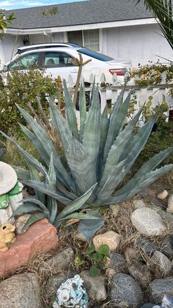 Big agave