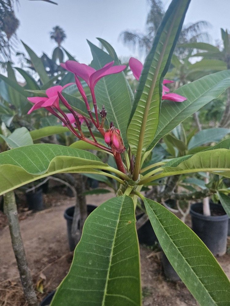 Plumerias Plants