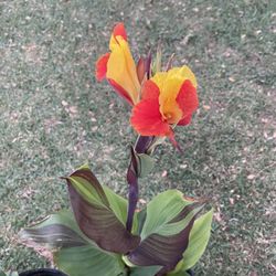  Canna Lily 2 Color Plants $18 Each