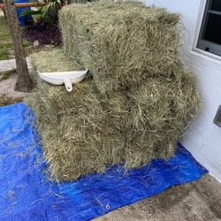 Halloween Bales Of Coastal Hay Or Horse Feed