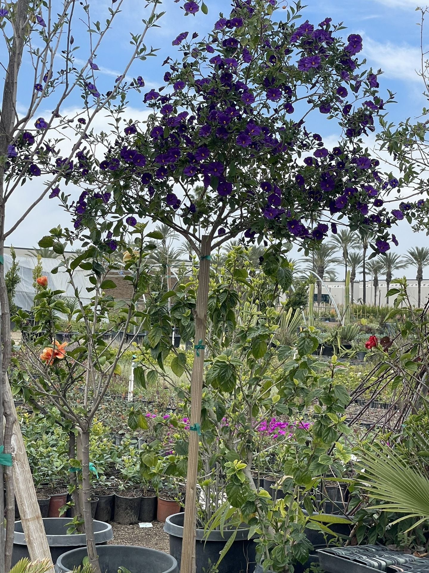 $75 dólares 15 galones