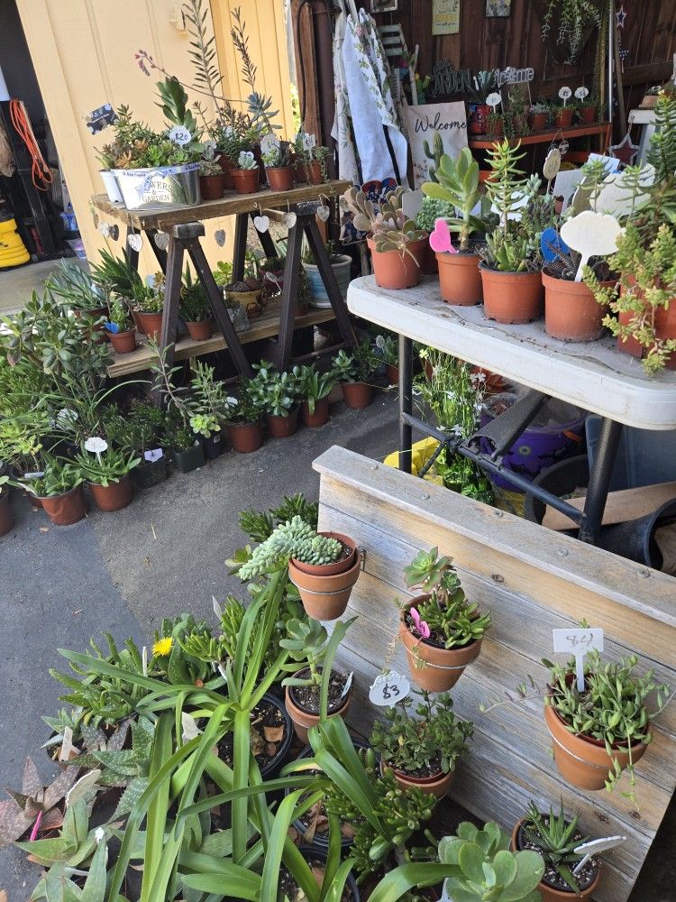 Healthy variety of succulents at lower than retail prices