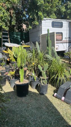 Plants and cactus