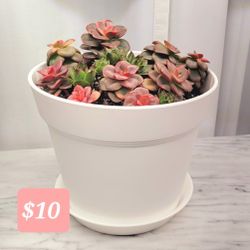 Succulents Arrangement 