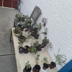 🌵🪴PLANTS SALE IN LA MESA! EVERYTHING MUST GO! 🌱🪻