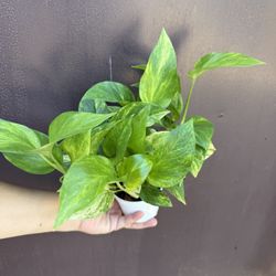 4” Neon Queen Pothos