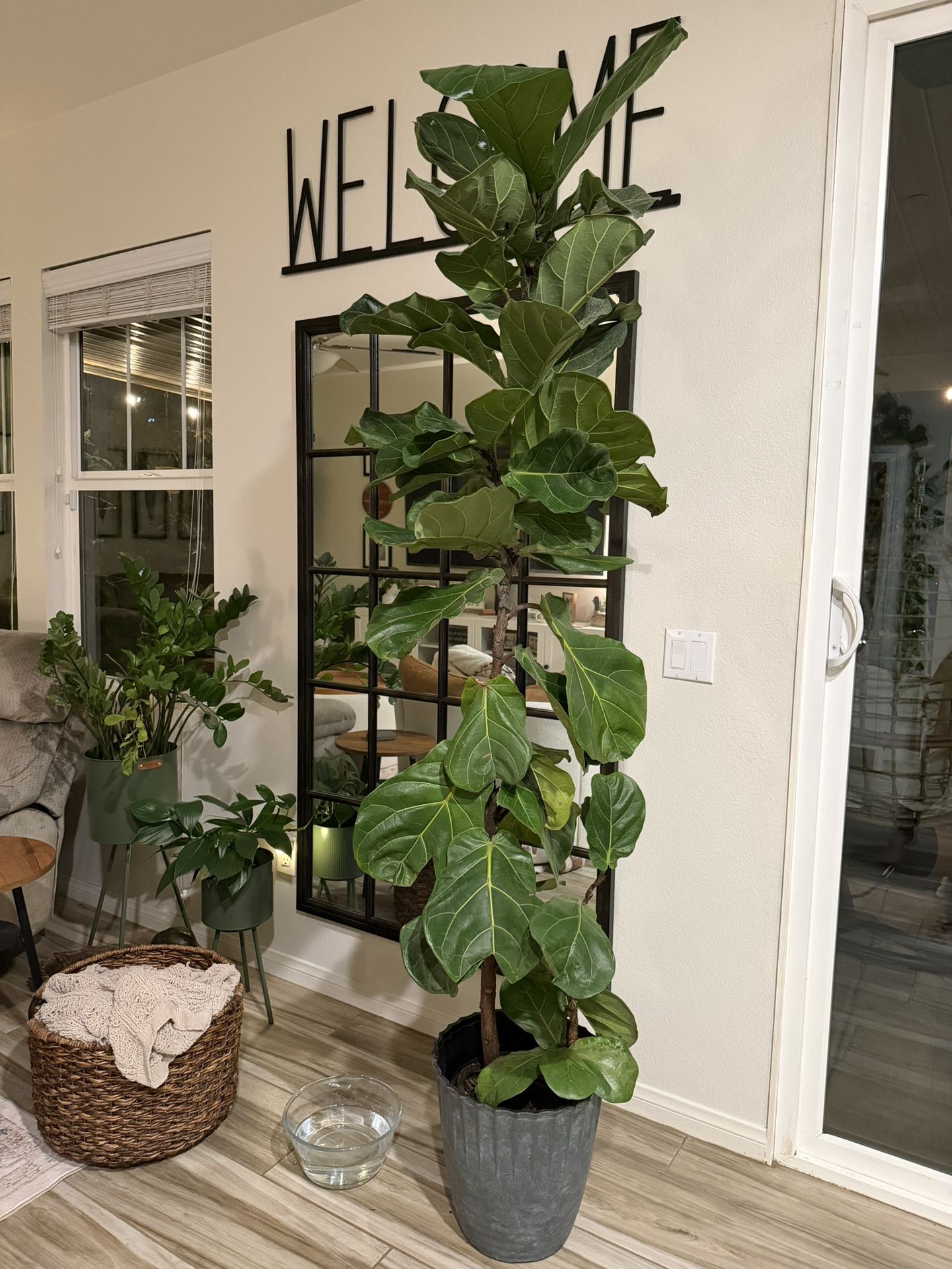 Beautiful Real Live 7'3 feet tall Fiddle Leaf Fig Plant Tree With Charcoal  Plastic Pot - benaras.co