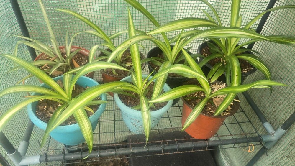 Small SPIDER PLANTS