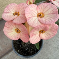 Hermosa Corona De Chris De Colección