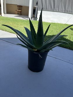 Aloe Vera Plant