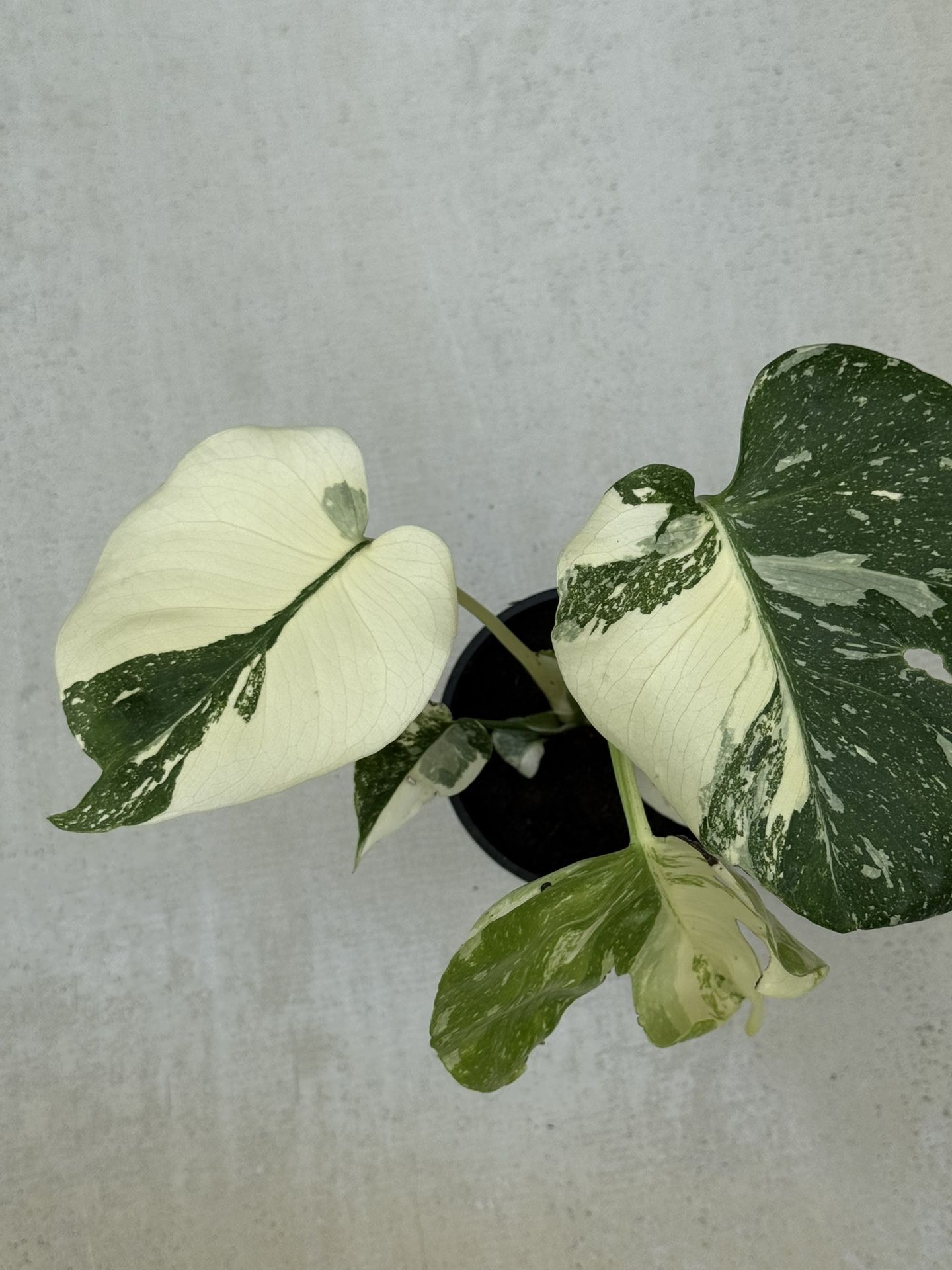 monstera deliciosa Thai Con. Crème Brûlée