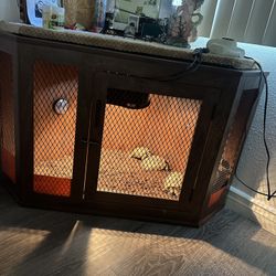 Tortoise 