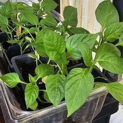 Sweet Pepper Plants $1
