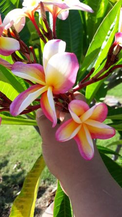 Rainbow Noid "Guava" Plumeria