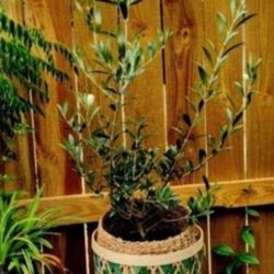💯 Organic Well Rooted Olive Plant 