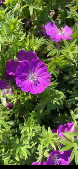 Free Geranium sanguineum and other plants