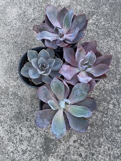 Large succulents