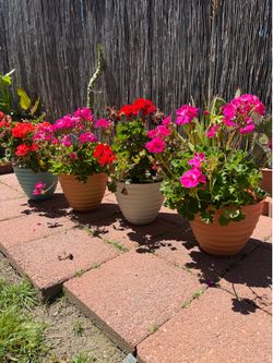Beautiful Geraniums in 2gal pot, each $13