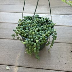 String of pearls, live succulent plant comes in a 6” nursery pot. Check profile for more plants 