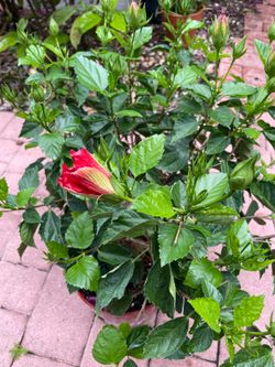 Hibiscus double red petals