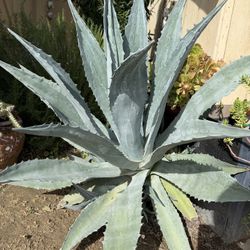 Agave Plant Large Outdoor Garden