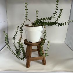 Potted live String of Buttons plant Pagoda plant