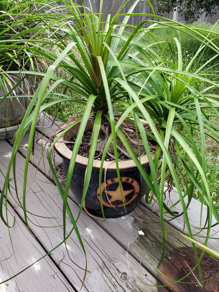 Ponytail Palm & pot