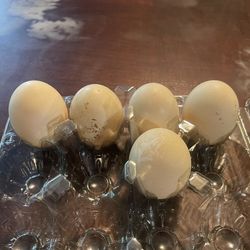 Fertilized Eggs (ducks)