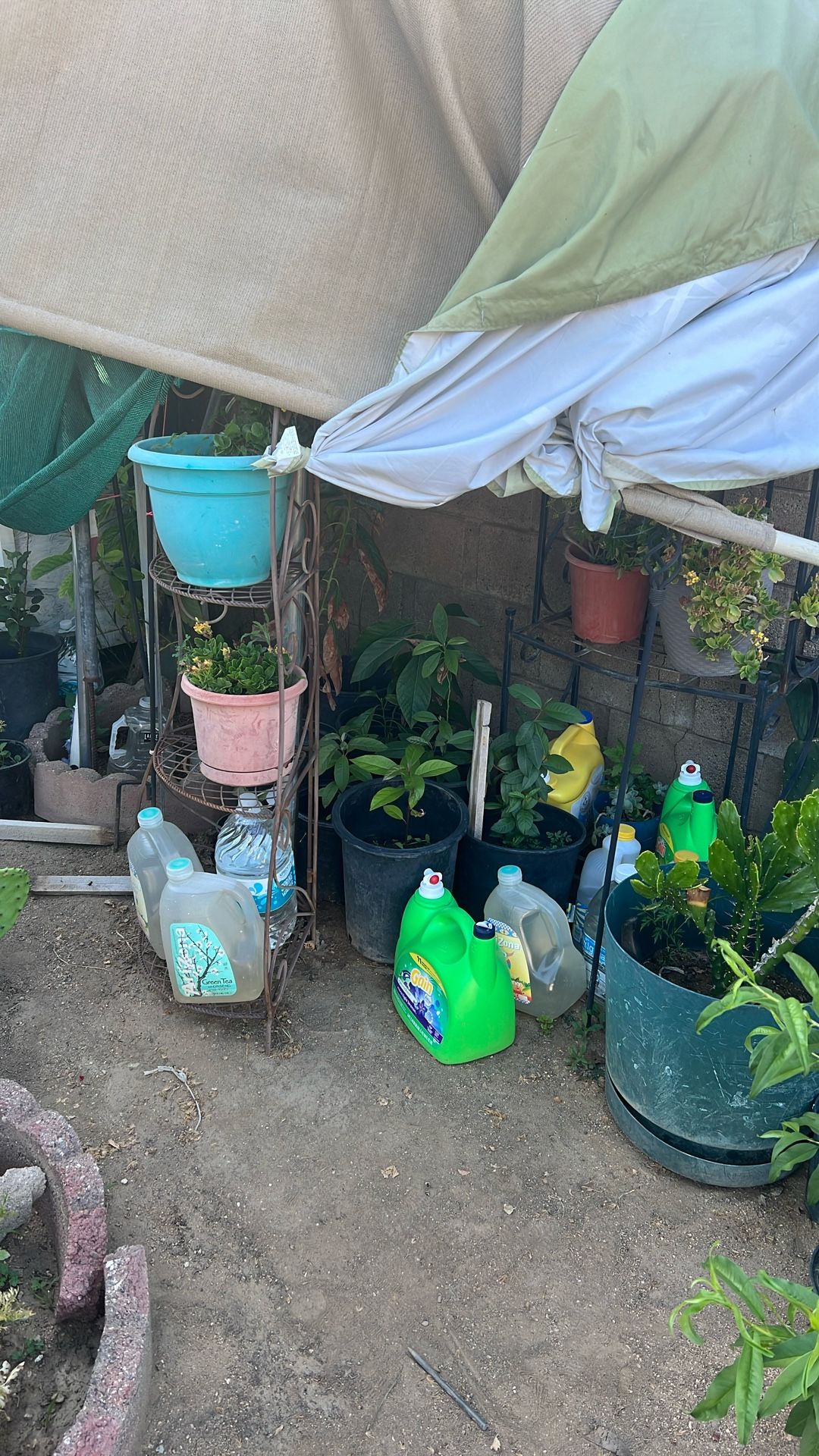 Apple Tree And Avocado Trees