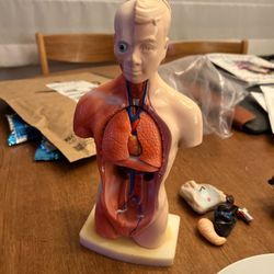 Human Anatomy Figure Model With Removable Parts